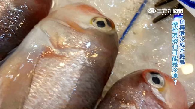 吃魚變奢侈　直擊魚市揭密「現撈仔」