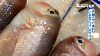 吃魚變奢侈　直擊魚市揭密「現撈仔」