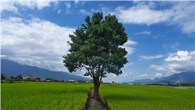 台東池上（圖／攝影者Mark Kao, Flickr CC License）