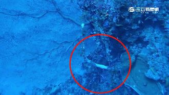 不只綠島龍王鯛…蘭嶼百年海扇遭盜採