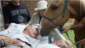 馬/翻攝自news4sa.com/http://news4sanantonio.com/news/local/dying-veteran-reunited-with-beloved-horses-one-last-time