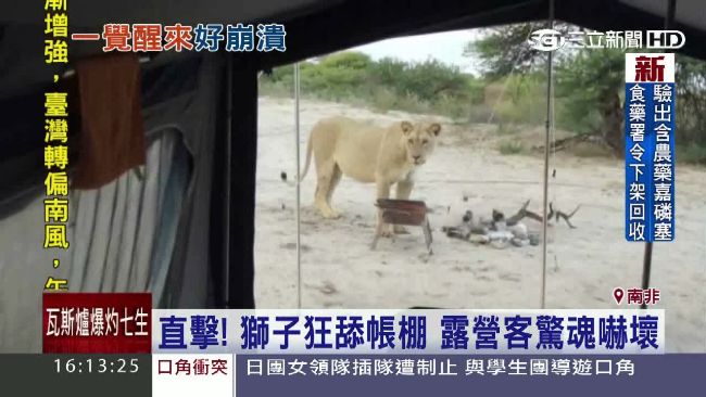 嚇壞了！2隻獅子狂舔露營帳棚