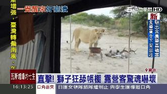 嚇壞了！2隻獅子狂舔露營帳棚