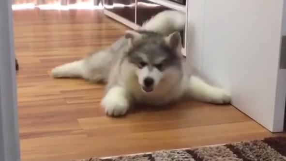 懶惰雪橇犬不肯走　竟學毛毛蟲蠕動