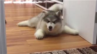 懶惰雪橇犬不肯走　竟學毛毛蟲蠕動