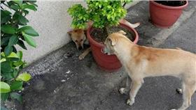 猴硐在地狗護貓村　籲遊客勿帶寵物入村／中央社