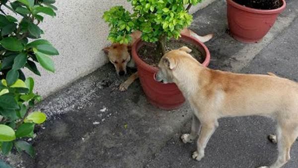 猴硐在地狗護貓村　遊客勿帶寵物入村