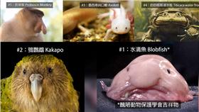 ５種最醜動物／翻攝自國家地理雜誌youtube