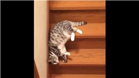 貓,懶,下樓梯（圖／翻攝自yuto0812127,Twitter）https://twitter.com/search?q=yuto0812127&src=typd&lang=zh-tw