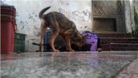 毛小孩咬毛小孩
基隆市動物保護防疫所
翻攝畫面