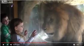 獅子,小女孩　圖／翻攝自Zenoah YouTube