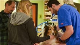 牧羊犬被壁蝨叮咬癱瘓（翻攝自DoveLewis Emergency Animal Hospital網站）