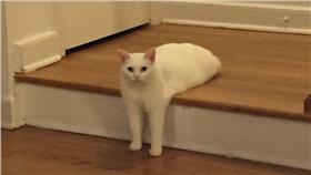 貓,http://www.boredpanda.com/funny-half-cat-photoshop-battle/