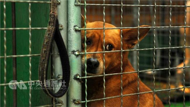 動物執行安樂死　動保基層人員壓力大