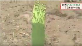 ▲巨型蘆筍（圖／翻攝自每日新聞YouTube）
