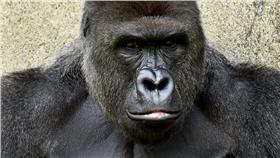 大猩猩（圖／翻攝自Cincinnati Zoo & Botanical Garden臉書）