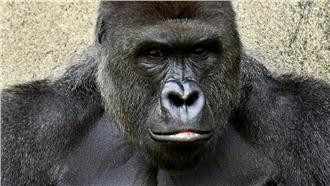 研究：黑猩猩偏好合作更甚競爭