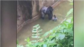 大猩猩（圖／翻攝自YouTube）