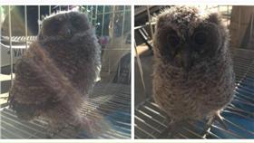 貓把貓頭鷹叼回家/貓咪也瘋狂俱樂部 CrazyCat club 臉書粉專