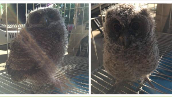 貓叼隻貓頭鷹回家　飼主po網求救援