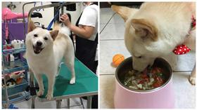 翻攝自柴犬 AKI GO GO臉書