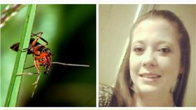 女子遭紅火蟻叮咬逝世/FLICKR/PROHugo A. Quintero G./https://www.flickr.com/photos/haquintero/8248285394/in/photolist-dySBT9-9bNq59-9bKkKK-9bNq5j-nwfsCV-nqhpNL-9bNq3G-nvhL5R-rQSBPh-D2XZRt-Dq3Kob-qWEbBy-Dq3LM3/AOL