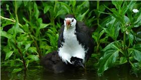 台北市立動物園,白腹秧雞,圖／台北市立動物園臉書