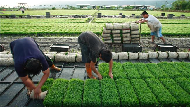 掌生穀粒　為台灣優質農作掌聲鼓勵