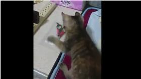 貓打指甲剪（圖／翻攝自YouTube）