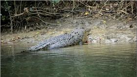 鱷魚　（圖／翻攝自每日郵報）