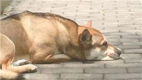 忠犬　圖／重慶都市報