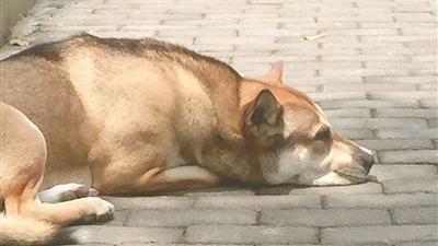 洋蔥！忠犬癡等主人3年卻再也等不到