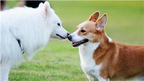 寵物登革熱？！毛小孩夏日的頭號殺手