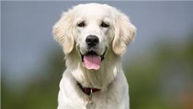 發揮愛心領養毛小孩，要擁有三大特質~