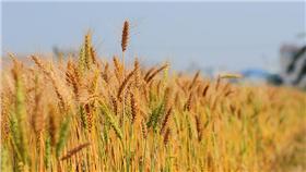 小麥▲圖／攝影者Buddy8d, flickr CC License
https://www.flickr.com/photos/evanlins/5561513298/