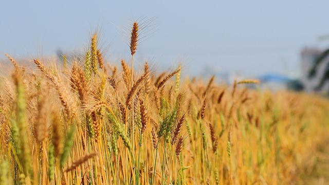 為抵制極端氣候　作物將產生化學毒素