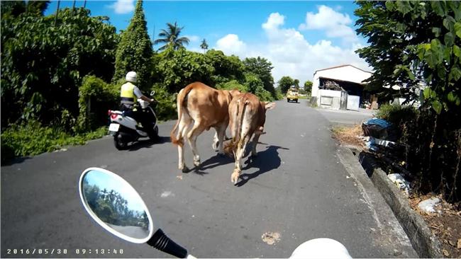 3隻牛交通尖峰逛街　警專車護送回家