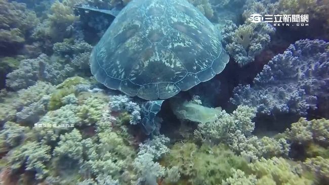 可憐海龜滿腹垃圾　塑膠袋恐將比魚多