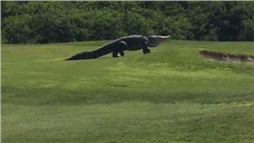 高爾夫球場出現大鱷魚 （圖／翻攝自Golf.com YouTube）