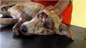 狗狗、毛小孩、攻擊（圖／翻攝自（Animal Aid Unlimited, India YouTube）