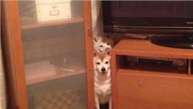 小狗、毛小孩、柴犬（圖／翻攝自C_Suzuki YouTube）