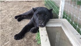 豹＠Black Jaguar White Tiger Foundation　ｆｂ