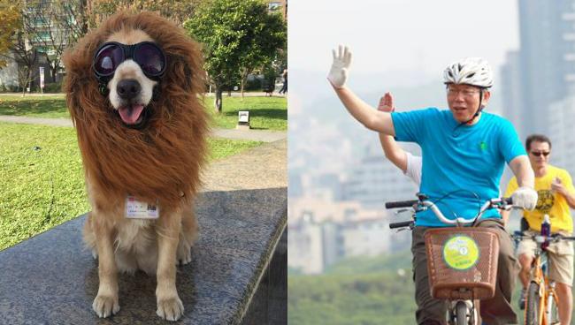 熱浪來襲　柯文哲：請照顧流浪毛孩