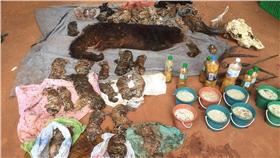 泰國,老虎廟,老虎屍體（圖／美聯社／達志影像）