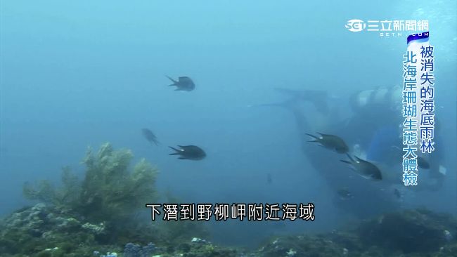 海底雨林消失中！北海岸珊瑚成空屋
