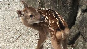 宮島小鹿-翻攝自推特https://twitter.com/3510118aokko?ref_src=twsrc%5Etfw