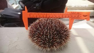 魚販偷賣年幼馬糞海膽　恐挨罰15萬
