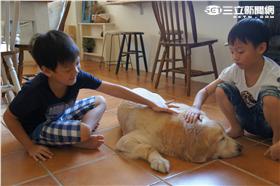 七妹小院子,寵物,農場,民宿,觀光,狗（業者提供）