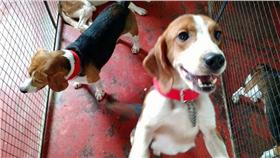 ▲米格魯（圖／翻攝自CUPA臉書）
https://www.facebook.com/cupaindia/photos/a.10154002896449733.1073742065.90777464732/10154002896634733/?type=3&theater