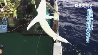 為了血魚翅　台漁船竟公海大屠「鯊」